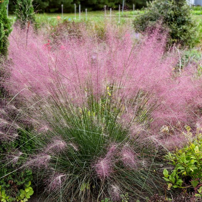 'Undaunted&reg;' Ruby Muhly - Muhlenbergia reverchonii from Paradise Acres Garden Center
