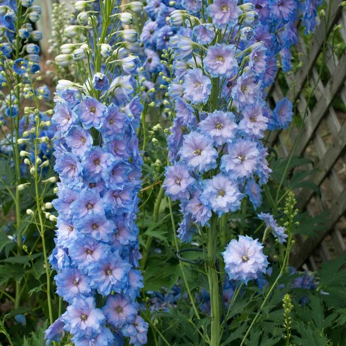 New Millennium&trade; 'Blue Lace' - Delphinium elatum (Larkspur) from Paradise Acres Garden Center