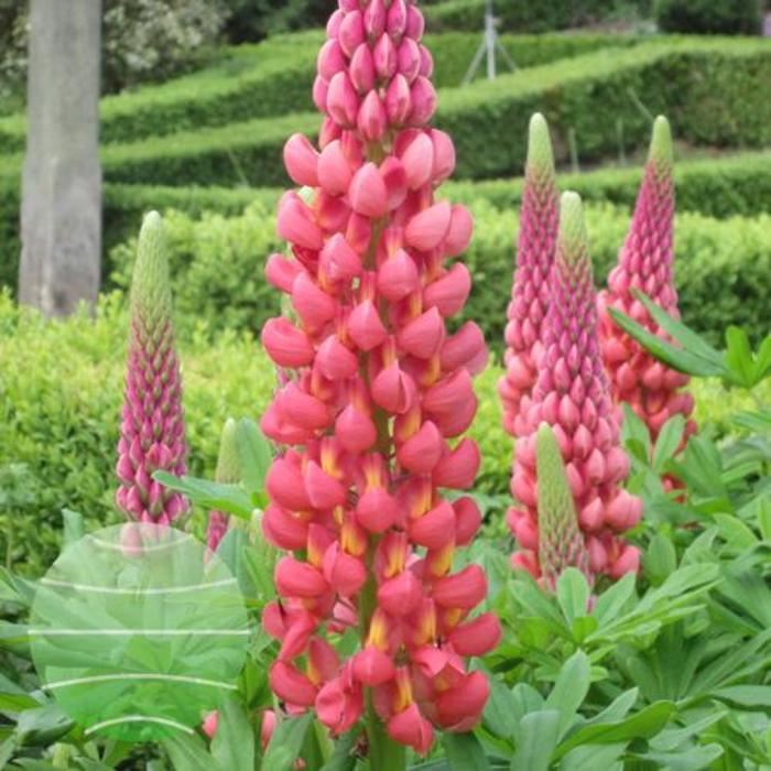 Westcountry&trade; 'Towering Inferno' - Lupinus polyphyllus (Lupine) from Paradise Acres Garden Center