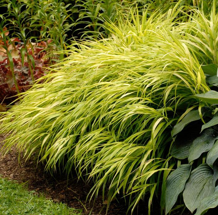 'All Gold' Japanese Forest Grass - Hakonechloa macra from Paradise Acres Garden Center