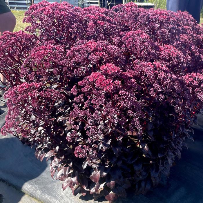 Nova&reg; 'Cherry Fizz' Stonecrop - Sedum from Paradise Acres Garden Center