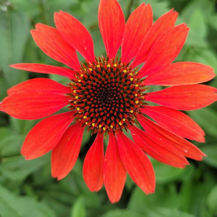 'Panama&trade; Red' Coneflower - Echinacea from Paradise Acres Garden Center