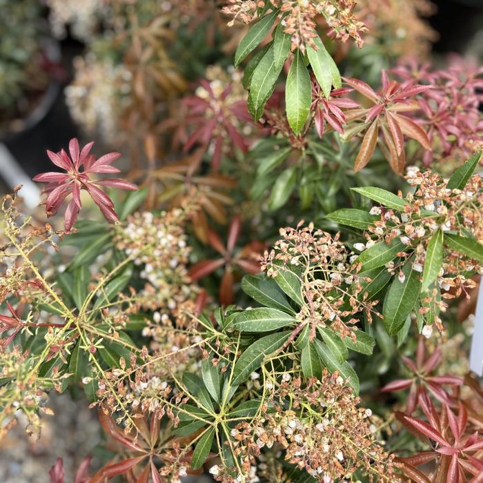 'Dorothy Wycoff' Pieris - Pieris japonica from Paradise Acres Garden Center