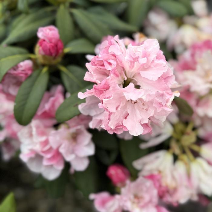 'Yaku Prince' - Rhododendron from Paradise Acres Garden Center