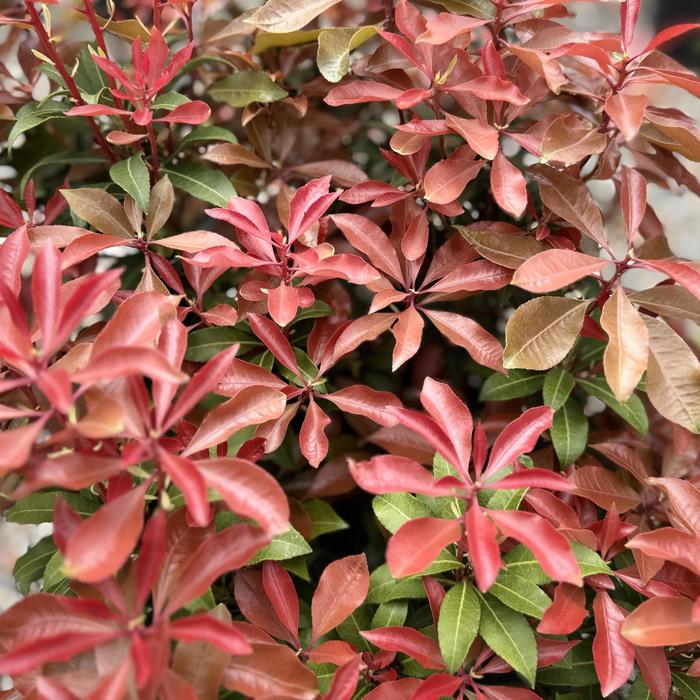 'Mountain Fire' - Pieris japonica from Paradise Acres Garden Center