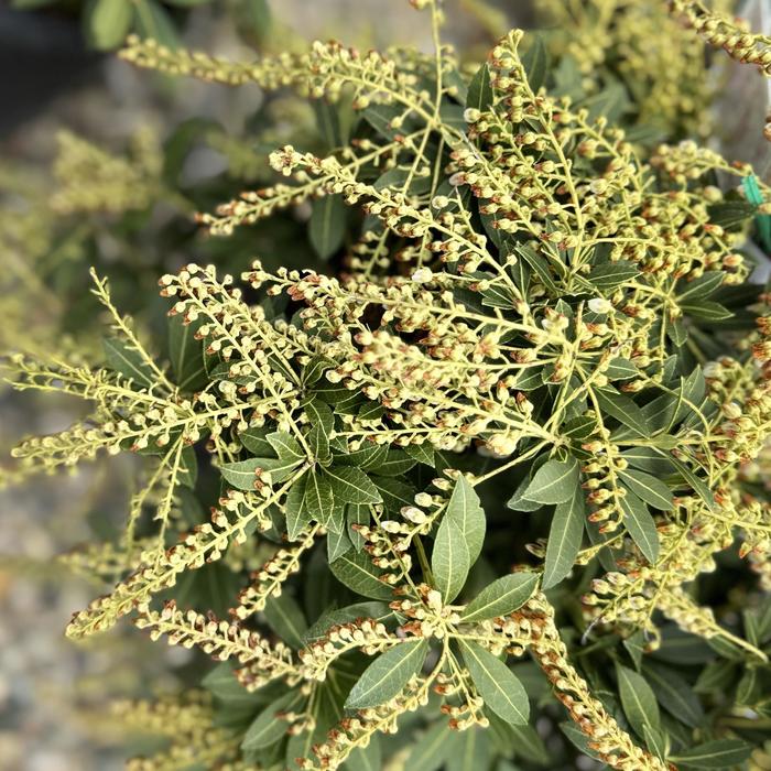 'Cavatine' Cavatine Pieris - Pieris japonica from Paradise Acres Garden Center