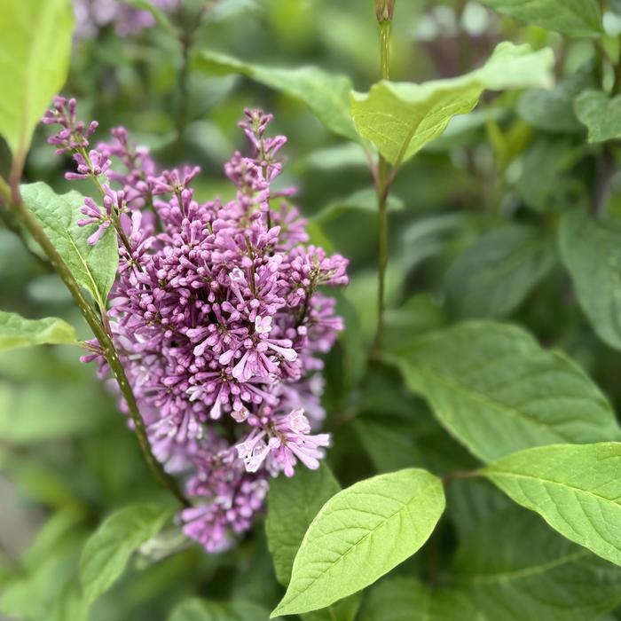 'Minuet' Lilac - Syringa x prestoniae from Paradise Acres Garden Center