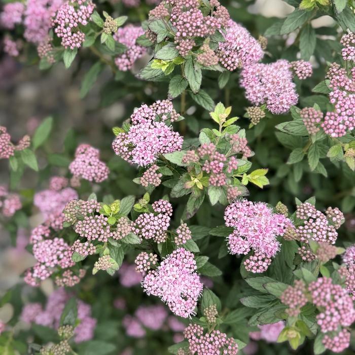 Poprocks&reg; 'Petite' Spirea - Spiraea from Paradise Acres Garden Center