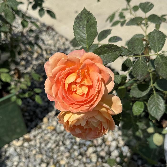 'Lady of Shalott' Rose - Rosa from Paradise Acres Garden Center