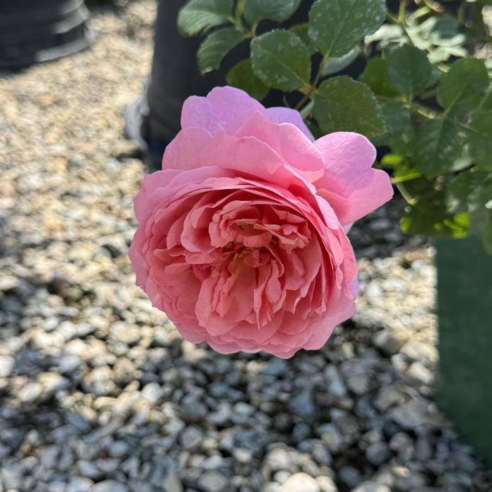 'Olivia' English Shrub Rose - Rosa from Paradise Acres Garden Center