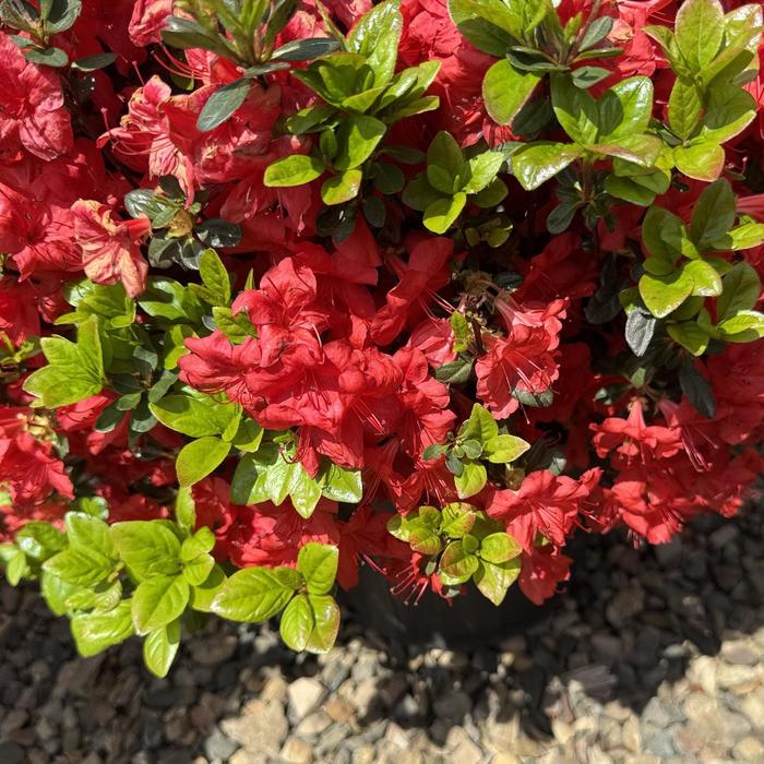 'Stewartstonian' Azalea - Rhododendron Gable hybrid from Paradise Acres Garden Center