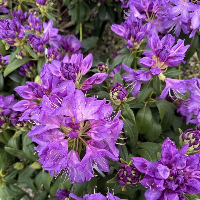 'Purpureum Elegans' - Rhododendron catawbiense from Paradise Acres Garden Center
