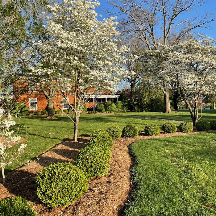 'NewGen Independence&reg;' - Buxus (Boxwood) from Paradise Acres Garden Center