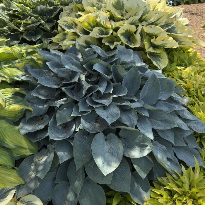 'Halcyon' Hosta, Plantain Lily - Hosta from Paradise Acres Garden Center