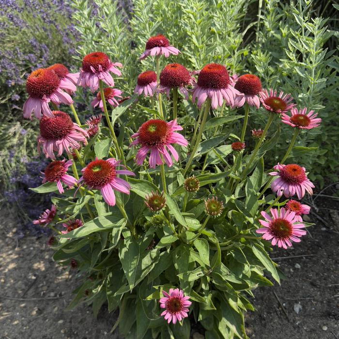 Double Dipped&reg; 'Strawberry Mousse' - Echinacea (Coneflower) from Paradise Acres Garden Center