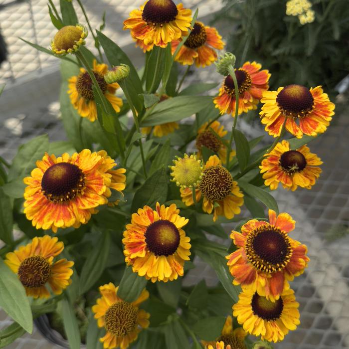'Mardi Gras' Sneezeweed - Helenium from Paradise Acres Garden Center