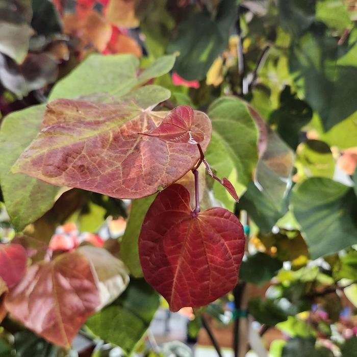 Hearts A'Fire&reg; Redbud - Cercis canadensis from Paradise Acres Garden Center