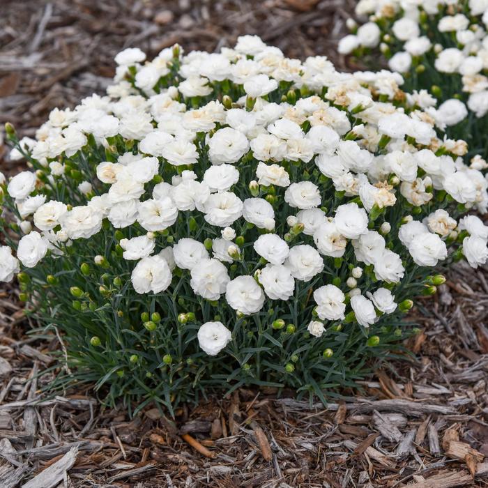 Fruit Punch® 'Whipped Cream' Pinks - Dianthus x from Paradise Acres Garden Center