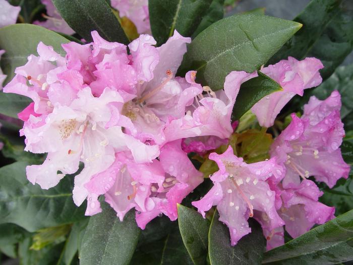 'Pohjolas Daughter' Azalea - Rhododendron from Paradise Acres Garden Center