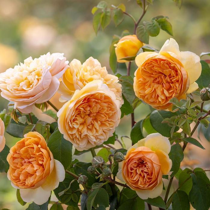 'Bring Me Sunshine' English Shrub Rose - Rosa from Paradise Acres Garden Center