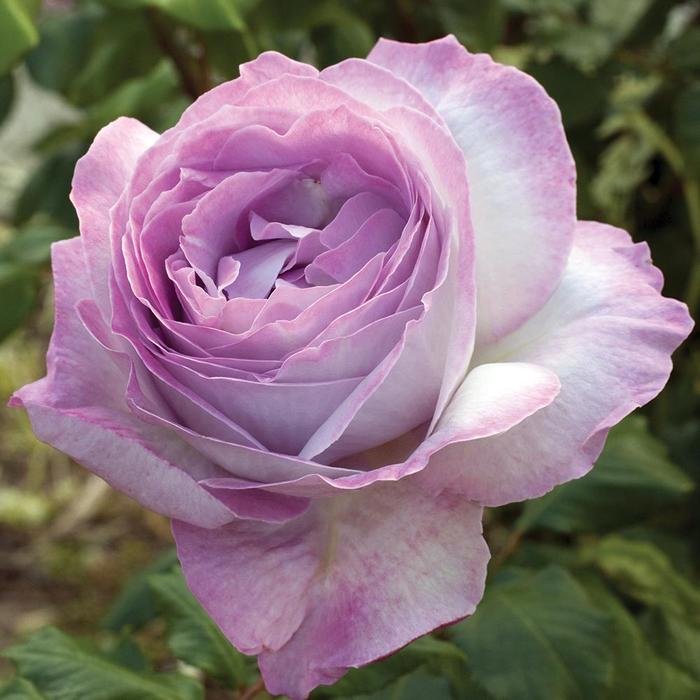 Nicole Carol Miller&trade; Grandiflora Rose - Rosa from Paradise Acres Garden Center
