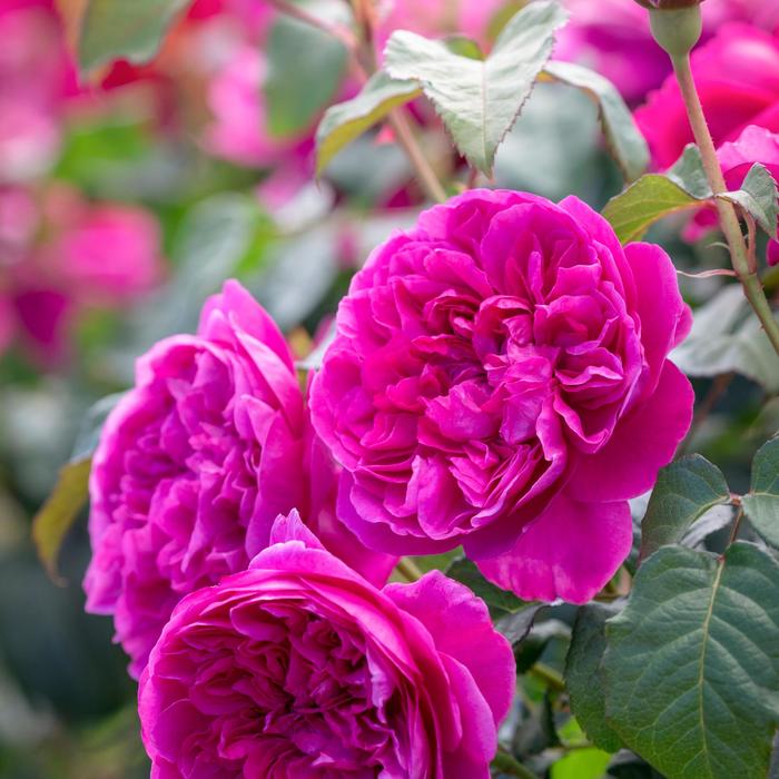 'James L. Austin' English Shrub Rose - Rosa from Paradise Acres Garden Center