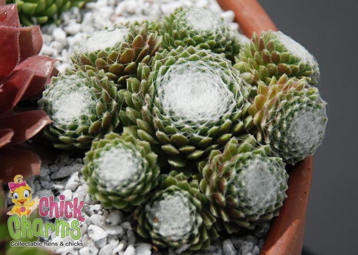 Chick Charms® Cotton Candy&trade; - Sempervivum (Hen and Chicks) from Paradise Acres Garden Center