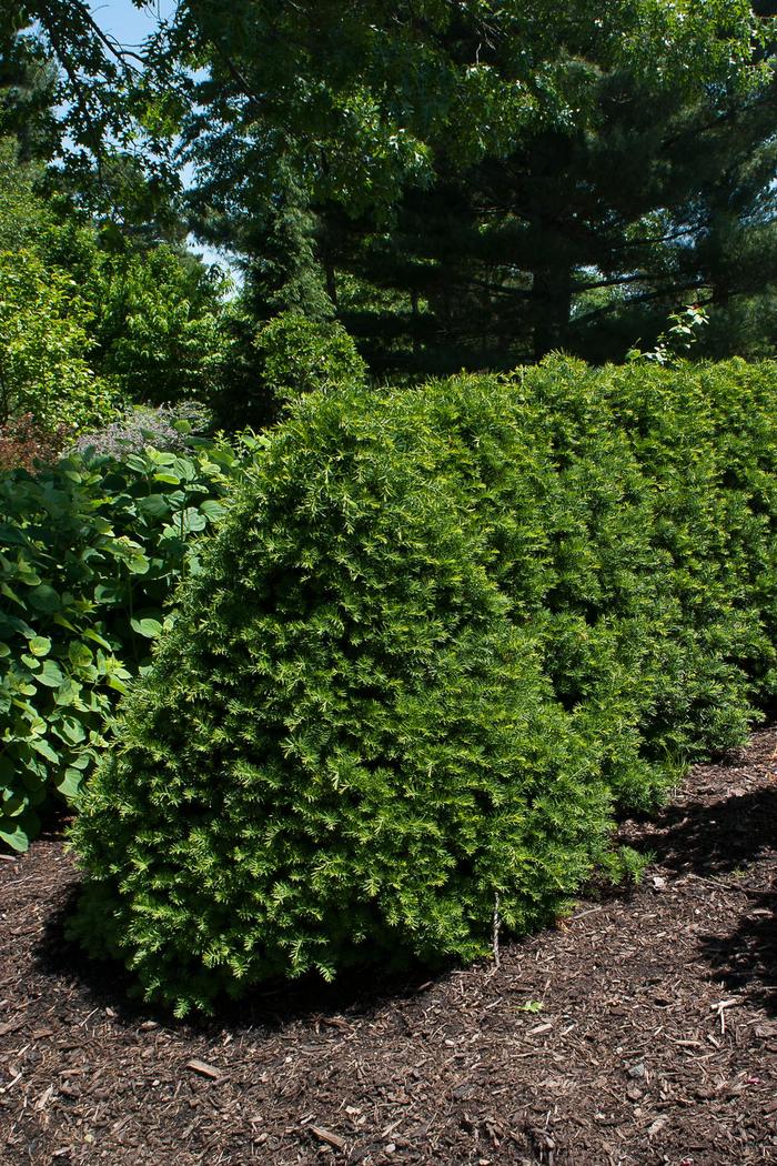 'Fastigiata' Yew - Taxus cuspidata from Paradise Acres Garden Center