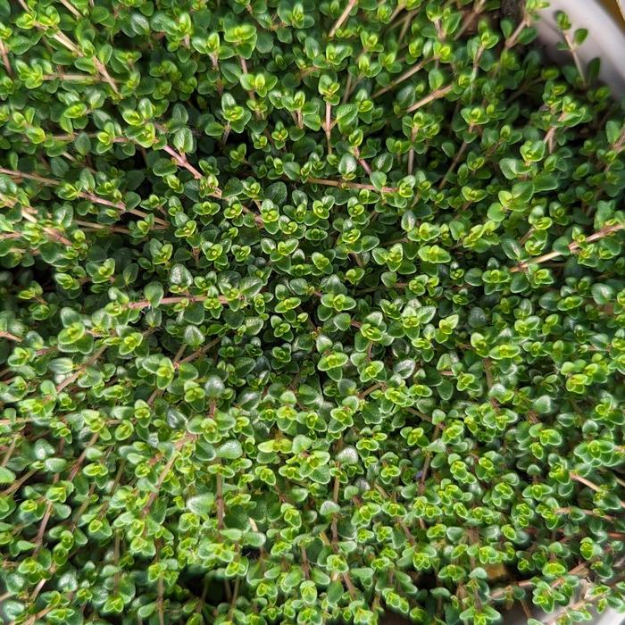 'Caborn Wine & Roses' Thyme - Thymus vulgaris from Paradise Acres Garden Center