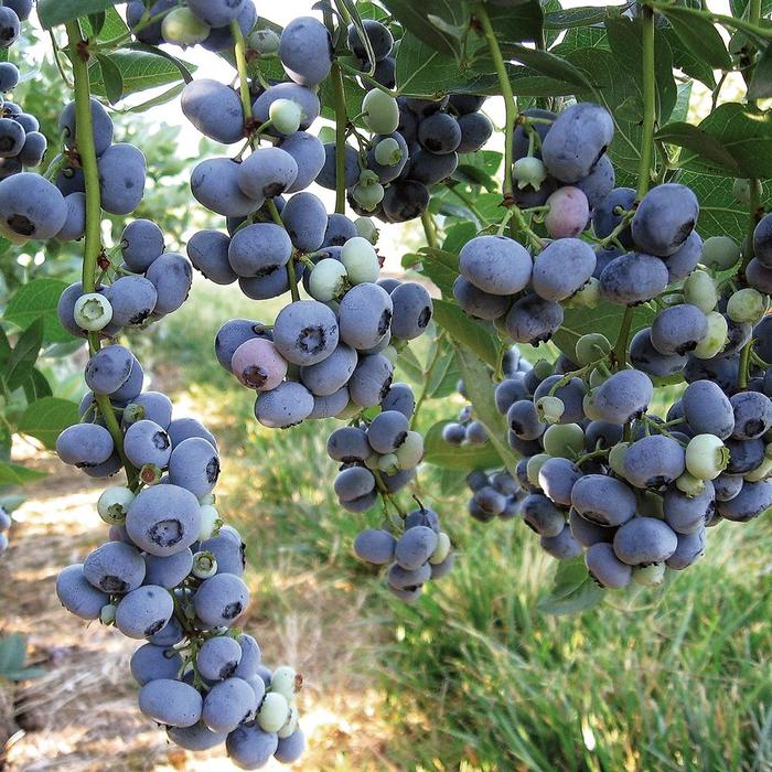 'Liberty' Blueberry - Vaccinium corymbosum from Paradise Acres Garden Center