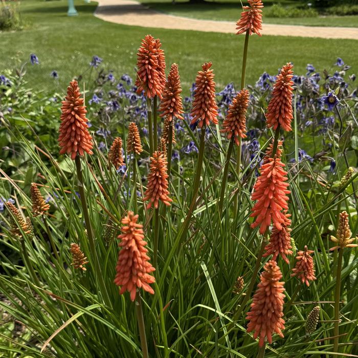 'Flamenco' Red Hot Poker - Kniphofia uvaria from Paradise Acres Garden Center