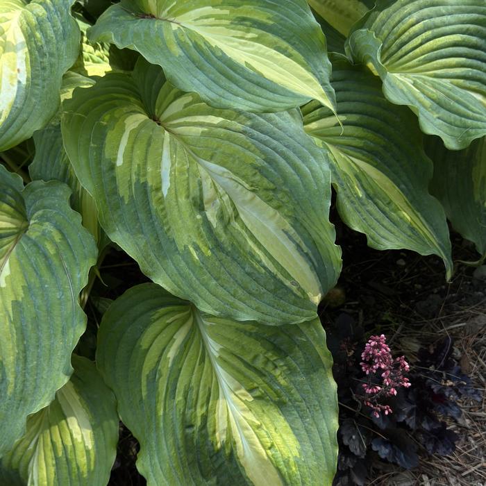 Shadowland&reg; 'Love Story' - Hosta (Hosta, Plantain Lily) from Paradise Acres Garden Center