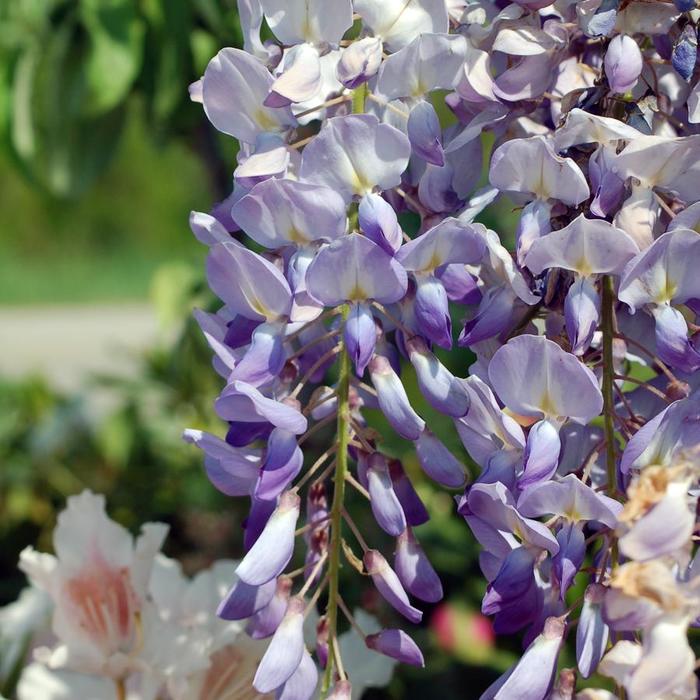 'Lawrence' Japanese Wisteria - Wisteria floribunda from Paradise Acres Garden Center
