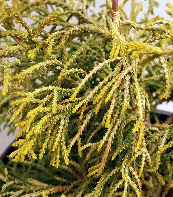 'Thoweil' Hinoki Falsecypress - Chamaecyparis obtusa from Paradise Acres Garden Center