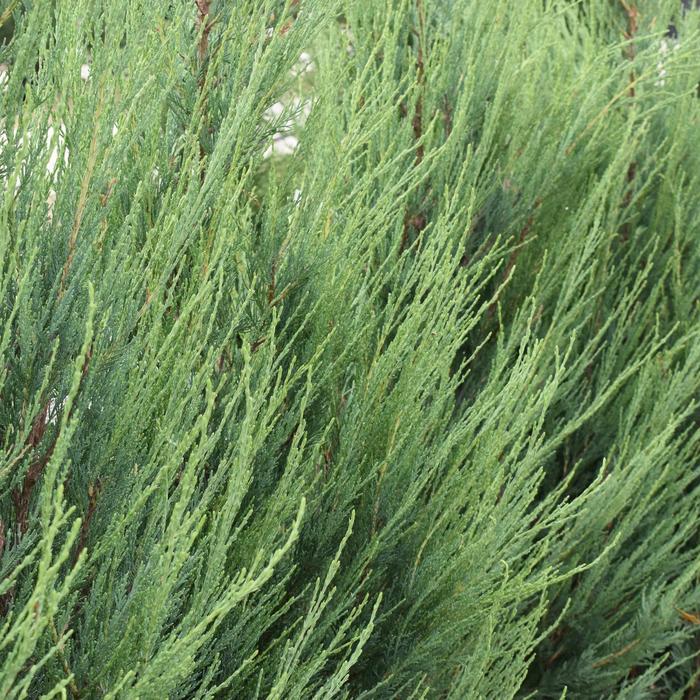 'Skyrocket' - Juniperus scopulorum (Juniper) from Paradise Acres Garden Center
