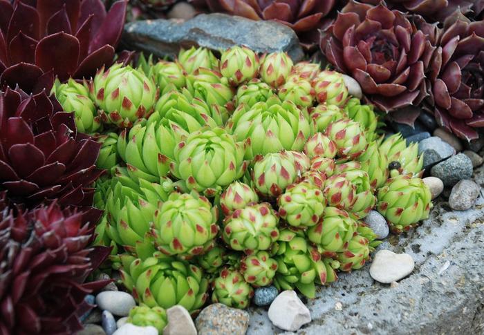 Chick Charms&reg; Key Lime Kiss&trade; - Sempervivum (Hen & Chicks) from Paradise Acres Garden Center