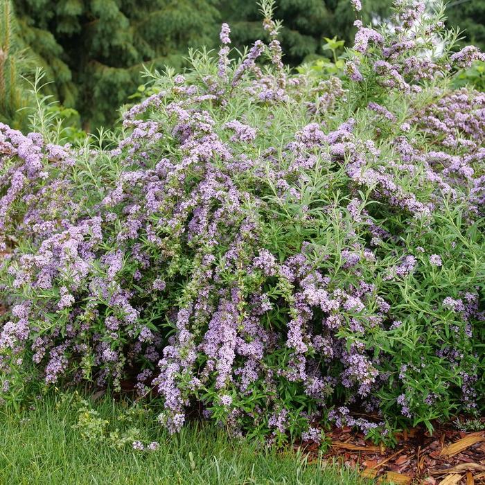 Mop Top&reg; Butterfly Bush - Buddleia alternifolia from Paradise Acres Garden Center