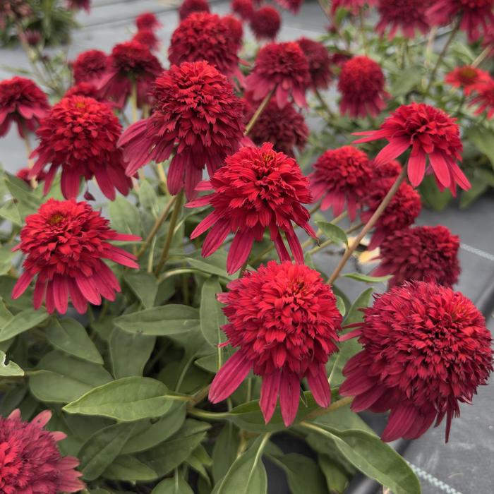Double Scoop&trade; 'Strawberry Deluxe' - Echinacea (Coneflower) from Paradise Acres Garden Center