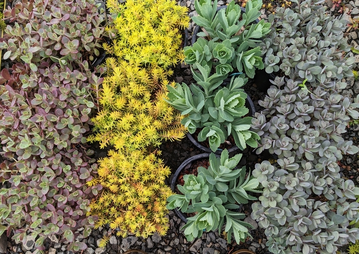 Stonecrop - Sedum from Paradise Acres Garden Center