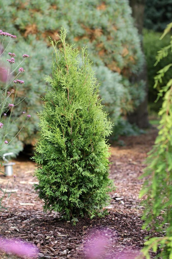 'Private Jet&trade;' Arborvitae - Thuja occidentalis from Paradise Acres Garden Center