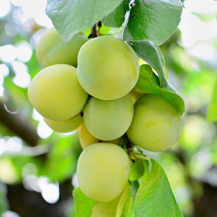 'Green Gage' European Plum - Prunus domestica from Paradise Acres Garden Center