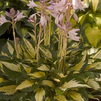 Hosta - 'Revolution' Hosta, Plantain Lily
