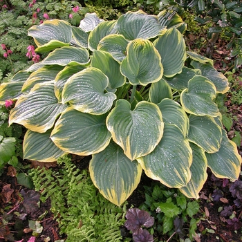 Hosta - 'Sagae' Hosta, Plantain Lily