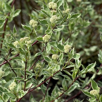 Cornus alba - Tatarian Dogwood