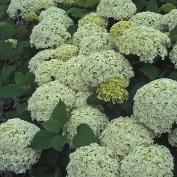 Hydrangea arborescens - 'Annabelle' Smooth Hydrangea