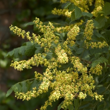 Koelreuteria paniculata - Golden Rain Tree