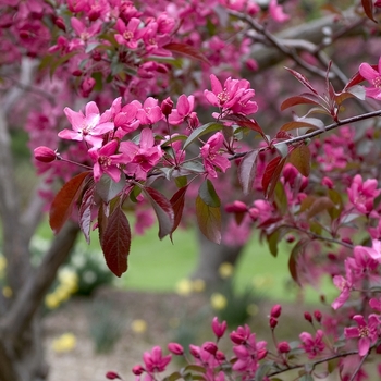 Malus - 'Indian Magic' Flowering Crabapple