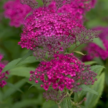 Spiraea japonica - ''Neon Flash'' Spirea