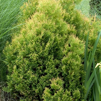 Thuja occidentalis - 'Rheingold' Arborvitae