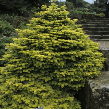 Abies nordmanniana - 'Golden Spreader' Caucasian Fir